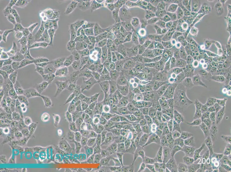 CAL 27 Cell Complete Medium - small - 4