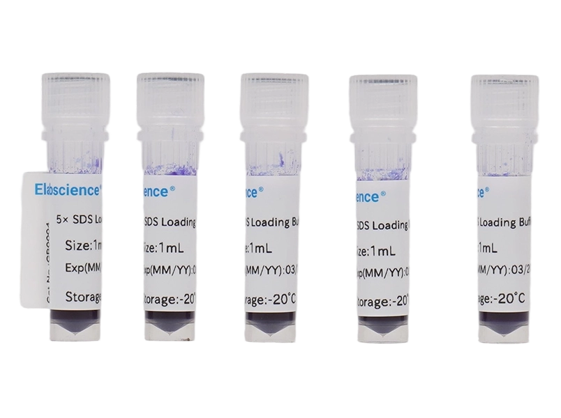 5× SDS Loading Buffer