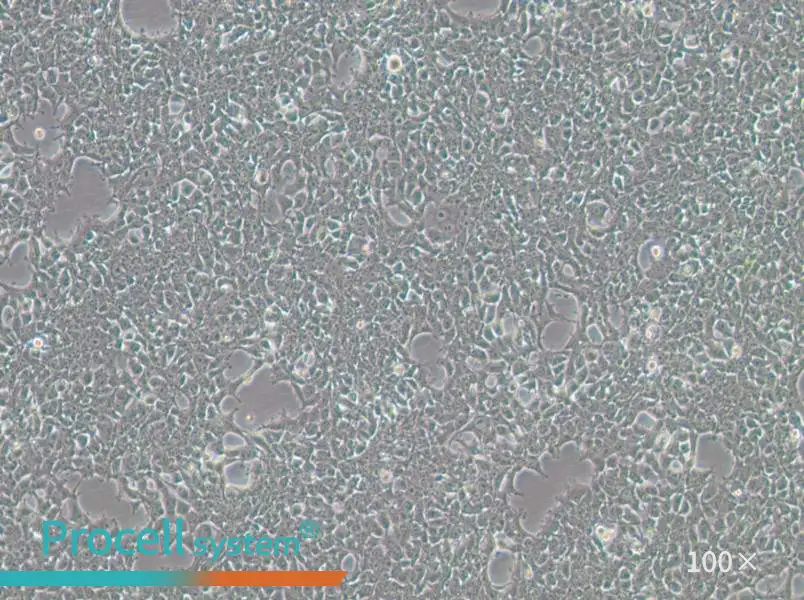 293FT Cell Complete Medium293FT Cell Complete Medium - 3