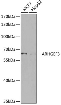 Western blot analysis of extracts of various cell lines using ARHGEF3 Polyclonal Antibody at 1:1000 dilution.