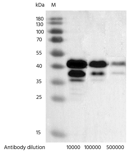 Recombinant Phospho-CREB (Ser133) Monoclonal Antibody - small - 7