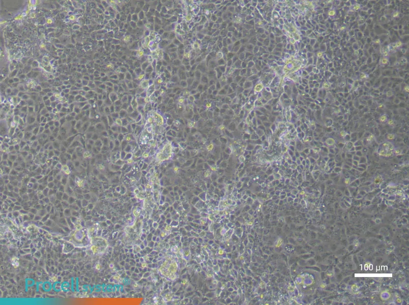 Mouse Corneal Epithelial (Primary cell immortalization) Cell Complete Medium - 3