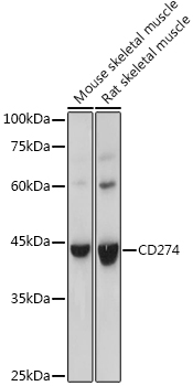 Western blot analysis of extracts of various cell lines using CD274 Polyclonal Antibody at 1:500 dilution.