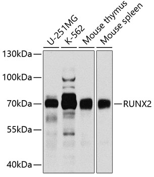 Western blot analysis of extracts of various cell lines using RUNX2 Polyclonal Antibody at dilution of 1:1000.