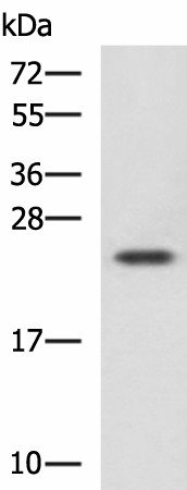 Western blot analysis of Jurkat cell lysate  using CBX5 Polyclonal Antibody at dilution of 1:1100