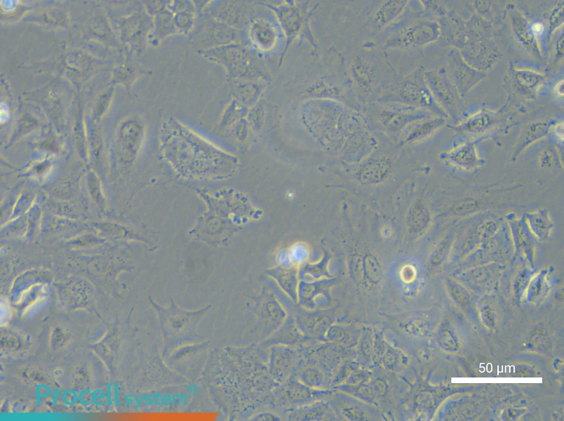 NCI-H2172NCI-H2172 - 4