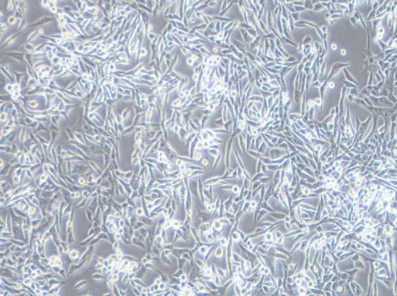 SK-UT-1 Cell Complete Medium - 2