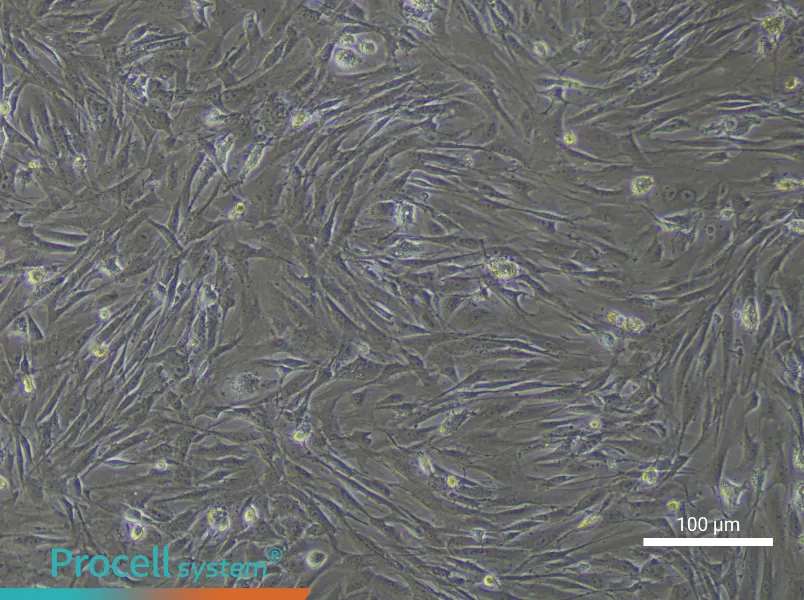 Mouse Adipose-derived Mesenchymal Stem Cell Complete Medium - 1