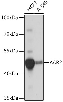 Western blot analysis of extracts of various cell lines using AAR2 Polyclonal Antibody at1:1000 dilution.