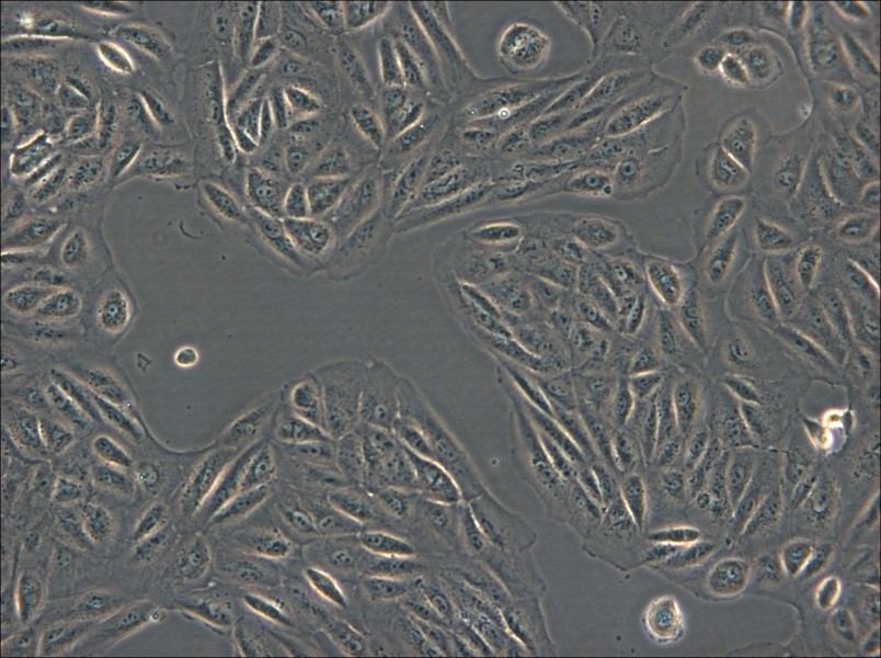 ARPE-19 Cell Complete Medium - 6