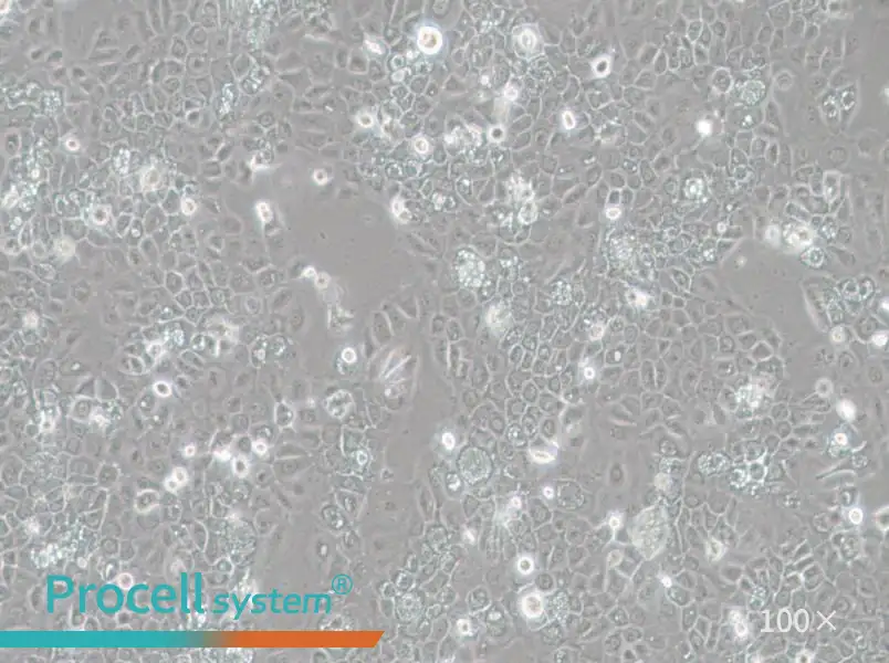 SCC-25 [SCC 25; SCC25] Cell Complete Medium - 3