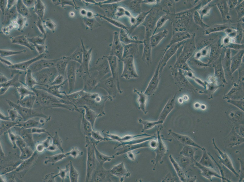 SF-295 Cell Complete Medium - small - 5