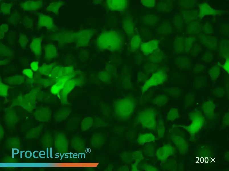 B16-F10-GFP - 6