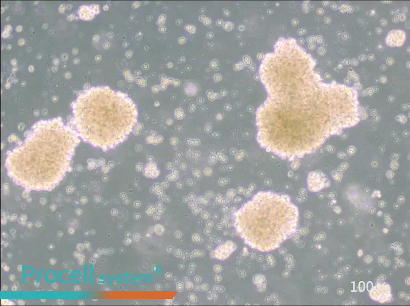 NK-92 Cell Complete Medium - 2