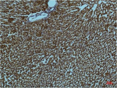 Immunohistochemistry of paraffin-embedded Rat liver tissue using PI 3 kinase p85 alpha Monoclonal Antibody at dilution of 1:200.