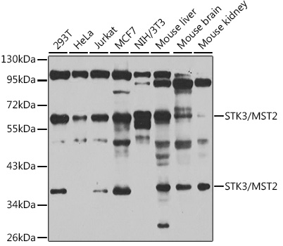 Western blot analysis of extracts of various cell lines using STK3/MST2 Polyclonal Antibody at 1:1000 dilution.