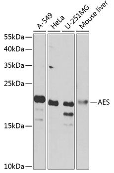 Western blot analysis of extracts of various cell lines using AES Polyclonal Antibody at 1:1000 dilution.