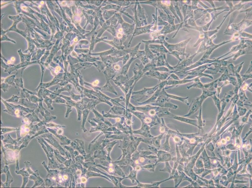 Super Tube Cell Complete Medium - small - 4