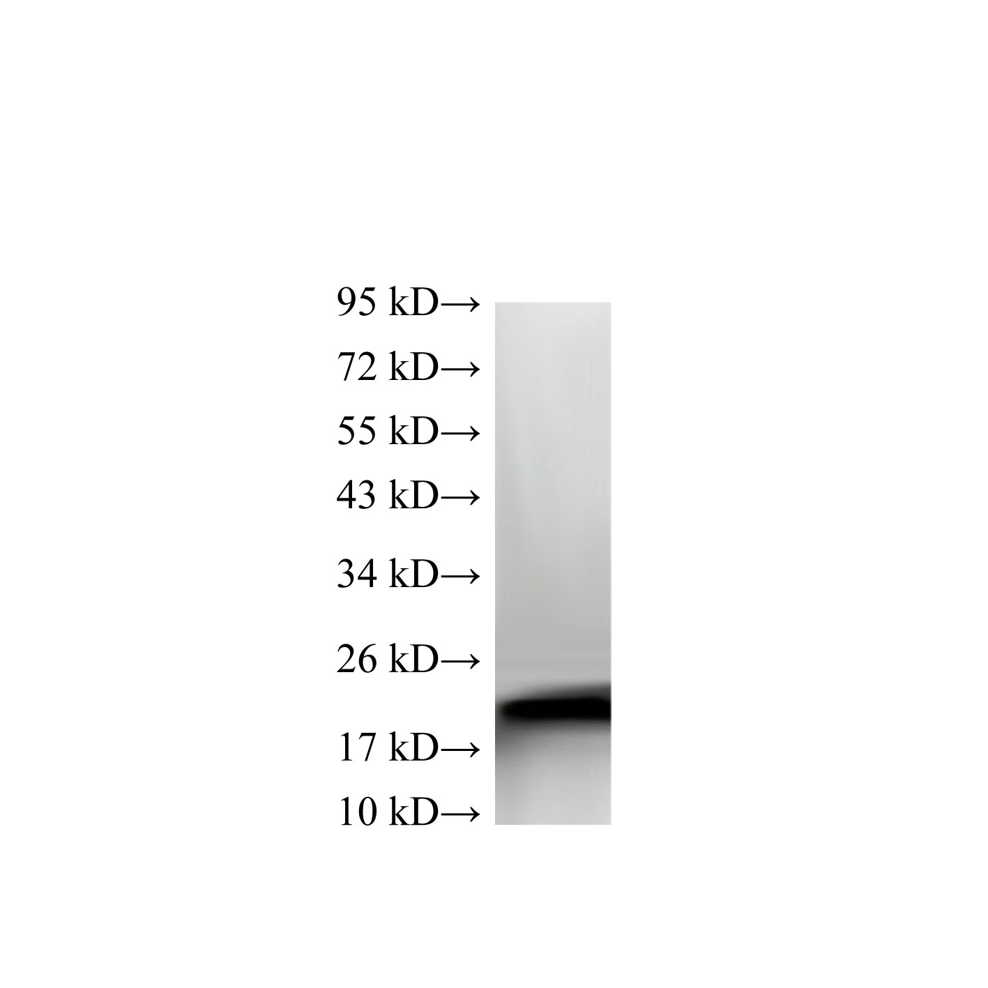 Western Blot analysis of MCF7 cells using MGMT Polyclonal Antibody at dilution of 1:600