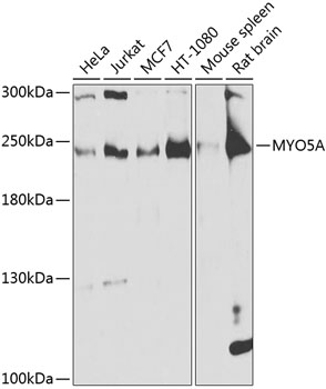 Western blot analysis of extracts of various cell lines using MYO5A Polyclonal Antibody at 1:1000 dilution.