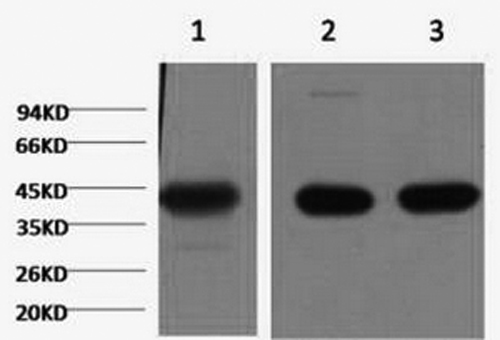 Western Blot analysis of 1) Hela, 2) Mouse brain, 3) Rat brain using ACTA1 Monoclonal Antibody at dilution of 1:1000.