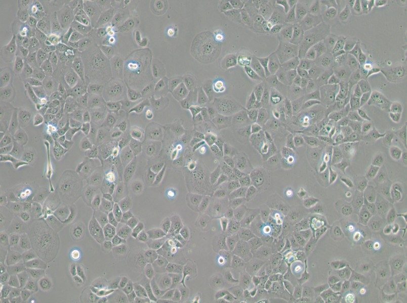 HCC1937 Cell Complete Medium-searchlist-1