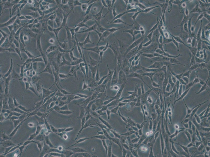 B104 Cell Complete Medium - 5