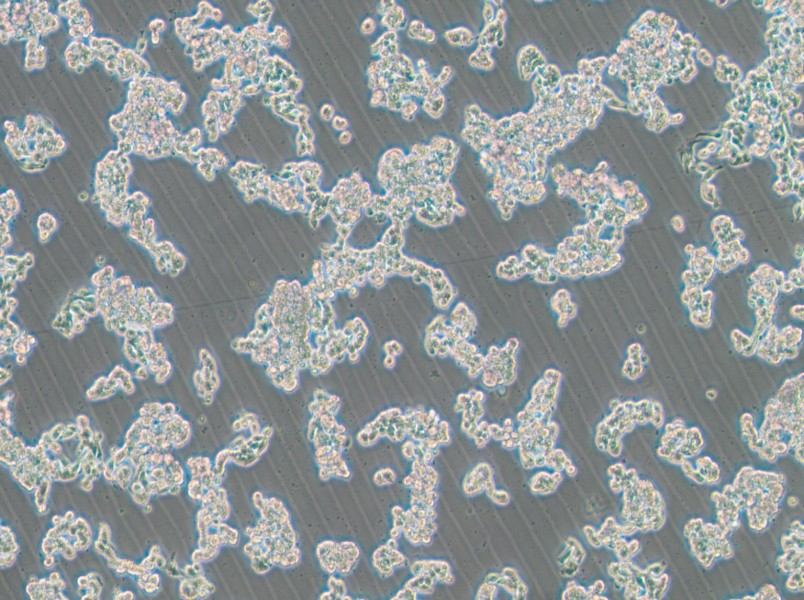 HCC1187 Cell Complete Medium - 2