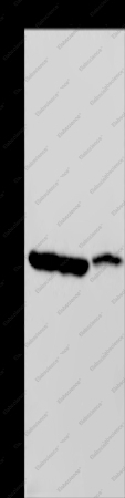 MDH1 Polyclonal Antibody - 1