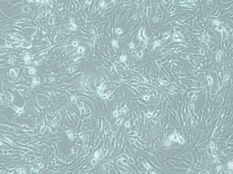 MOG-G-UVW Cell Complete Medium - 3