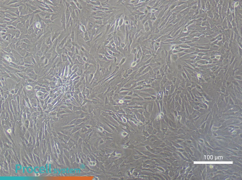 Mouse Bladder Fibroblast Complete Medium - 3