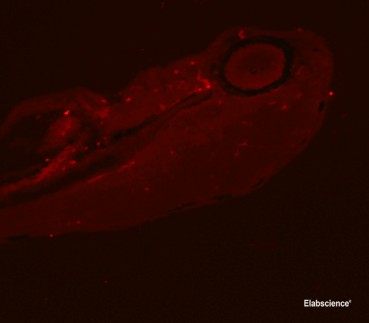 Immunofluorescence of Zebrafish frozen section with anti-PCNA monoclonal antibodyat dilution of 1:100.