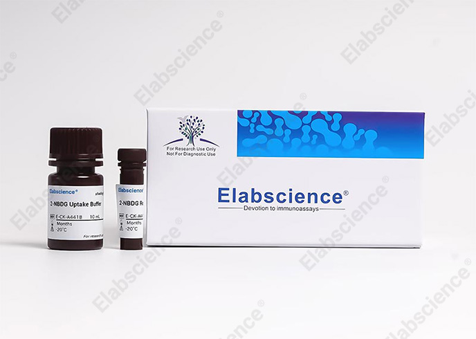 2-NBDG Glucose Uptake Cell-Based Kit