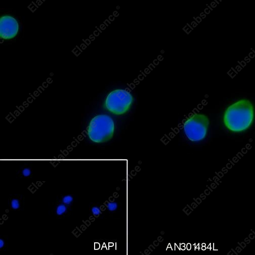 Recombinant CD62L Monoclonal Antibody - 5
