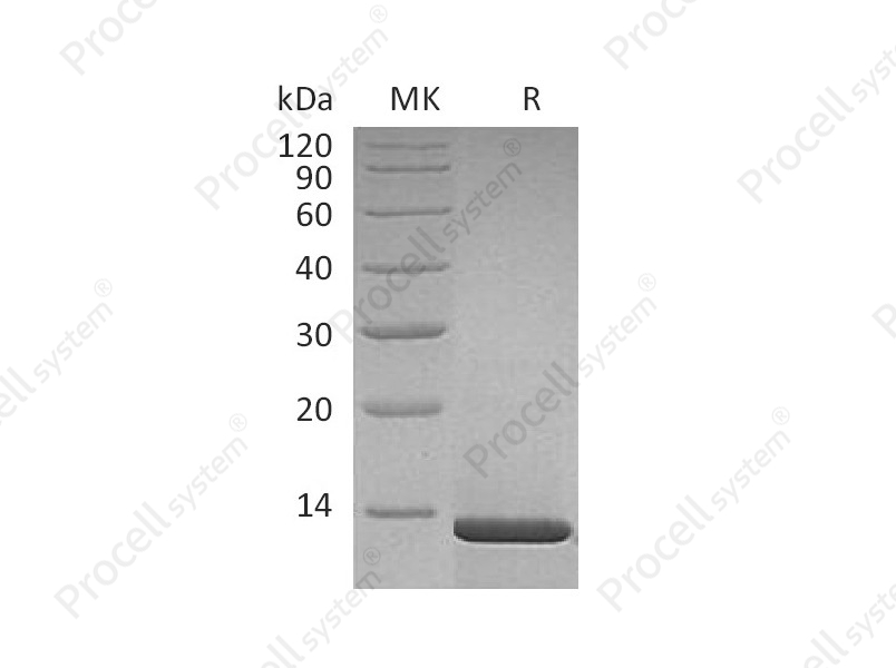 &beta;-NGF/NGF/NGFB, Human, Recombinant