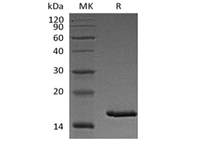 Immobilized Mouse TSLPR-Fc(Cat#PKSM041158) at 10ug/ml (100 ul/well) can bind Biotinylated Cynomolgus TSLP-His(Cat#PKSQ050102). The ED50 of Cynomolgus TSLP-His(Cat#PKSQ050102)is 3. 2ug/ml.