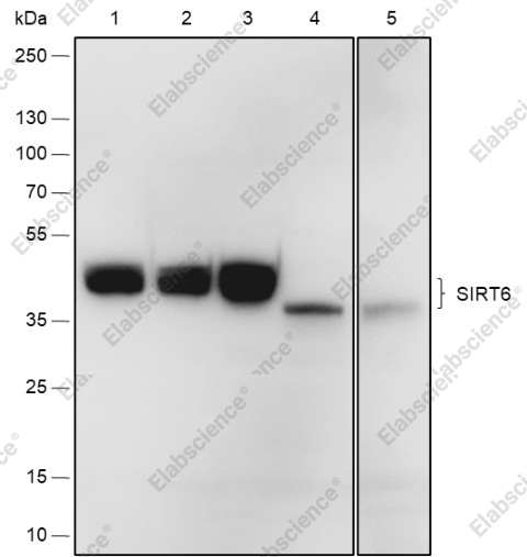 Recombinant SIRT6 Monoclonal Antibody - 1