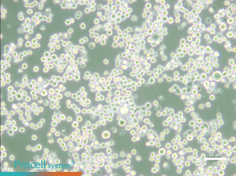 MR1 Cell Complete Medium - small - 5