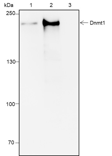 Recombinant DNMT1 Monoclonal Antibody - small - 5