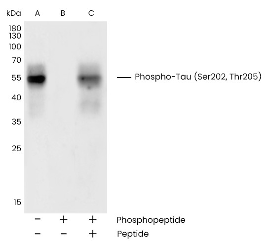 Recombinant Phospho-Tau (Ser202, Thr205) Monoclonal Antibody-searchlist-1