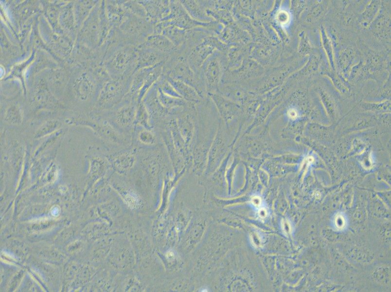 LX-2 Cell Complete Medium - 5