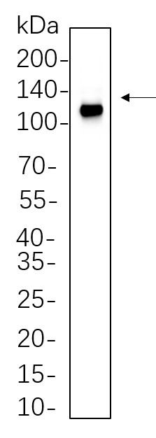 Recombinant NLRP3 Monoclonal Antibody-searchlist-1