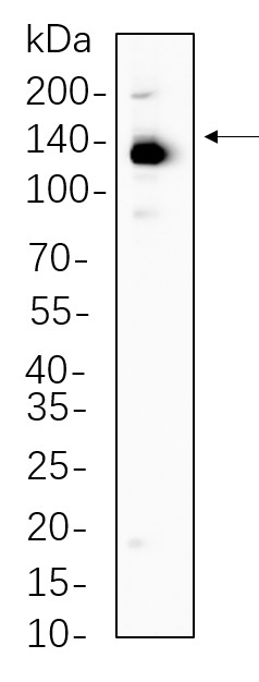 Recombinant ULK1 Monoclonal Antibody-searchlist-1