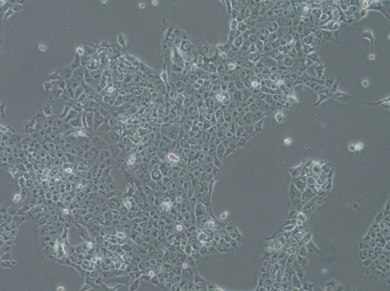 SAS Cell Complete MediumSAS Cell Complete Medium - 3