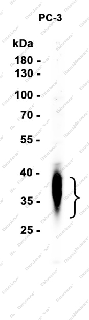 Recombinant DKK1 Monoclonal Antibody - 1