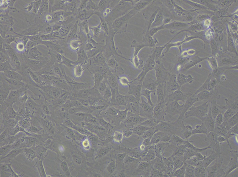 12Z Cell Complete Medium - 6