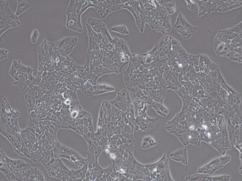 Li-7 Cell Complete Medium-searchlist-1