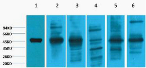 Western Blot analysis of 1) HepG2, 2) Hela, 3) Mouse Liver tissue, 4) C2C12, 5) Rat Heart tissue, 6) Mouse Skeletal Muscle tissue, (8F2 using CK-18 Monoclonal Antibody at dilution of 1:2000.