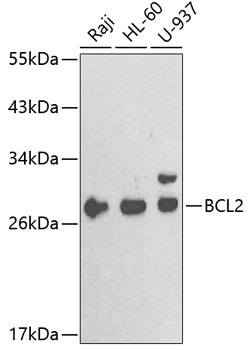 Western blot analysis of extracts of various cell lines using Bcl-2 Polyclonal Antibody at dilution of 1:1000.