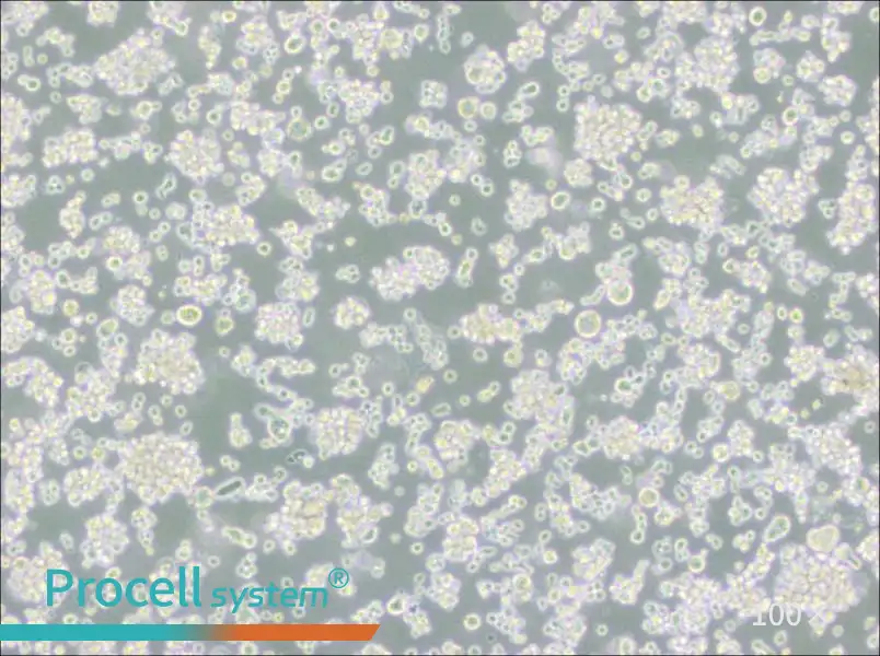 EB-3 Cell Complete MediumEB-3 Cell Complete Medium - 2